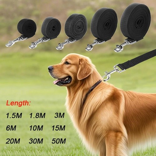 Black dog training - black, long