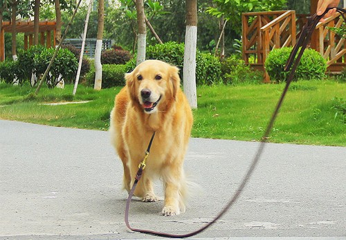 Genuine leather braided - genuine, dog