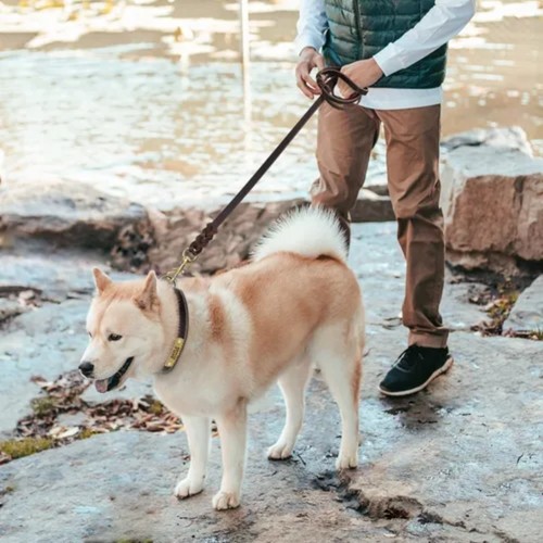 Leather dog leash pet - leather,