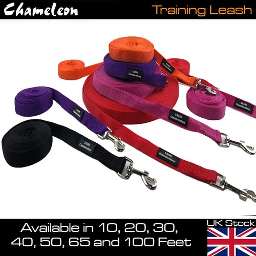 Dog training leash horse lunge - training,