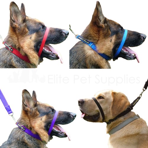 Canny collar dog - canny, training