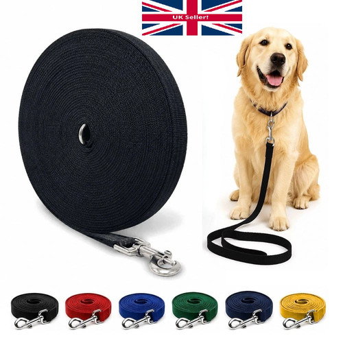Dog training lead long recall - training,