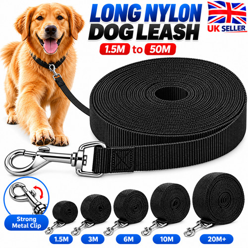 Black dog training - black, lead